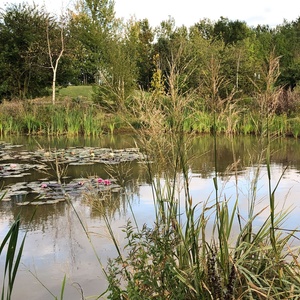 Pond